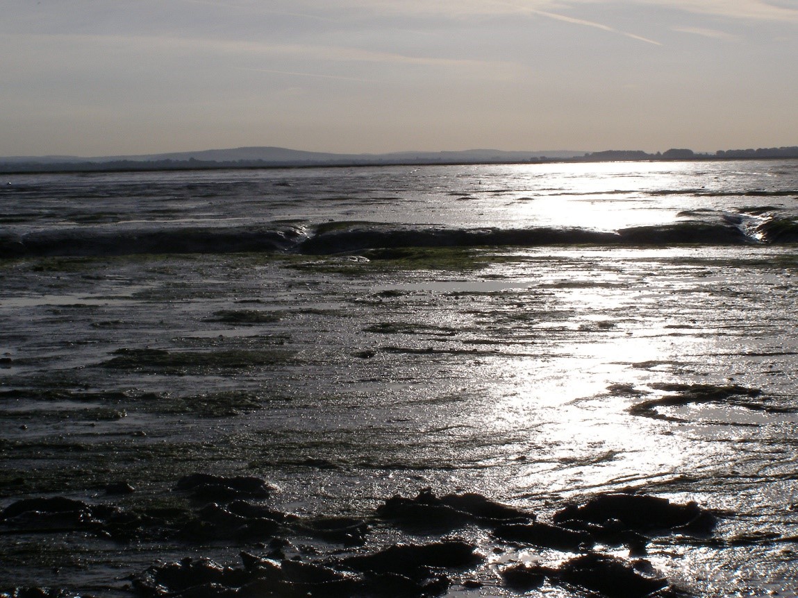 TEMITH - Total Ecosystem Management of the InterTidal Habitat - eo ...